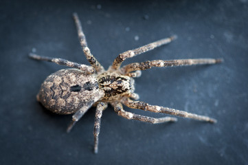 Araignée