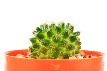 Green cactus isolated on whtite