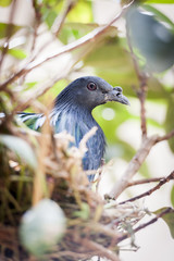 Pigeon nicobar