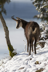 chamois sur la neige