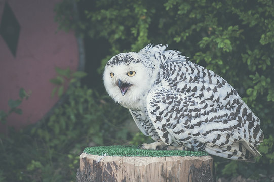 Chouette Harfang des neiges