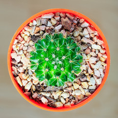 Cactus viwed from top, in a pot