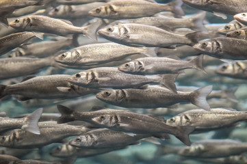School of Silver Gray Fish