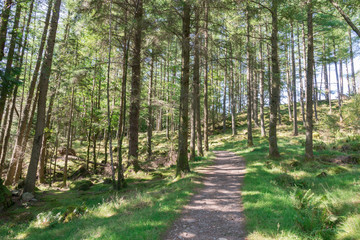 Quiet Forest Path