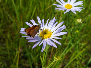 Obraz premium Нивяник обыкновенный (лат. Leucanthemum vulgare), или ромашка садовая
