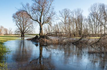 Obraz premium Bare trees in early morning light