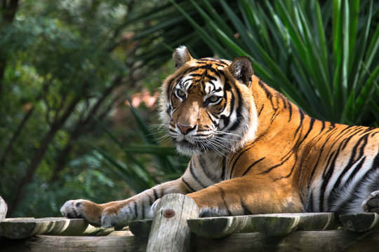 Amur tiger lying on a platform of planks