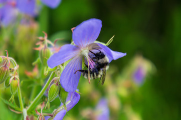 Белый шмель