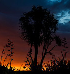 Obraz na płótnie Canvas Flax & Cabbage Tees Sunset