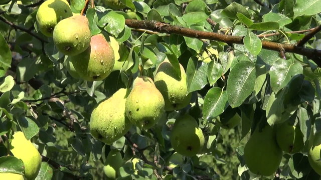 fresh pears fruits on tree in summer farm garden