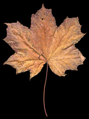 Dry maple leaf