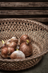 seedlings flower bulbs