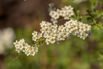 branch blooming spirea