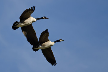 Fototapeta premium Two Canada Geese Flying in a Blue Sky