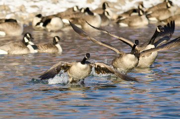 Flock of Canada Geese Taking Off From a Winter River
