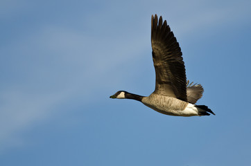 Lone Canada Goose Flying in a Blue Sky