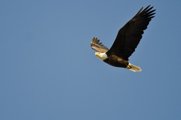 Bald Eagle Flying in a Blue Sky