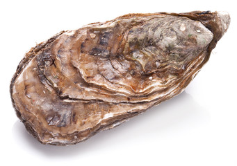 Raw oyster on a whte background.