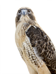 Red-tailed Hawk Isolated