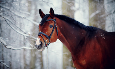Portrait of a sports horse in the winter.