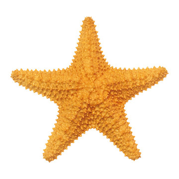 Caribbean starfish isolated on white background.