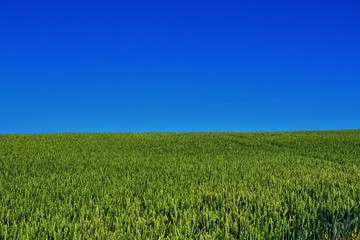 Kornfeld mit blauem Himmel
