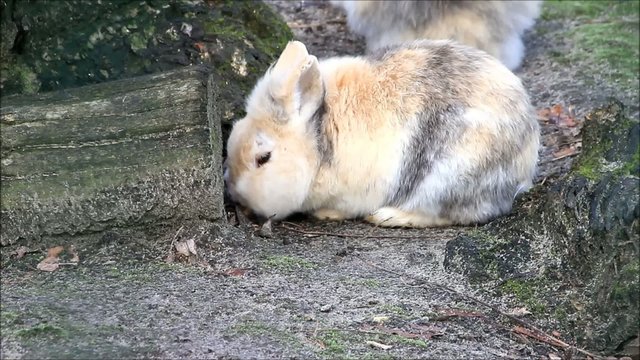 Zwei s&uuml;sse H&auml;schen 