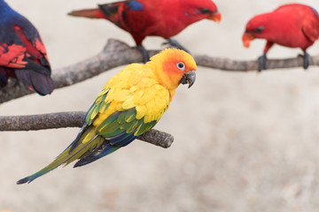 yellow bird