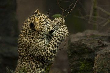 Panther aus Sri Lanka spielt mit Zweigen.