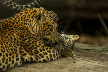 Sri Lankaanse panter welp speelt met moeder.