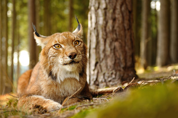 Eurasian lynx