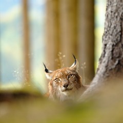 Eurasian lynx © Stanislav Duben