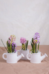 Fototapeta na wymiar hyacinth
