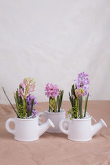 hyacinth