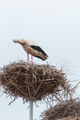 Storks in their nest on a roof