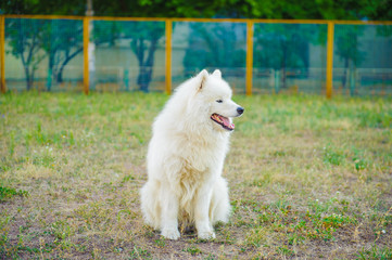 one samoed dog white