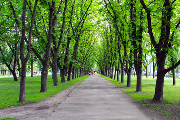 Beautiful park with many green trees