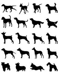 Black silhouettes of different breeds of dogs, vector