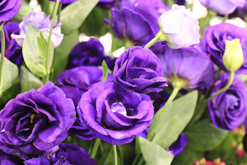 Obraz na płótnie Canvas Purple roses