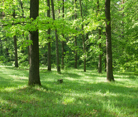 green forest