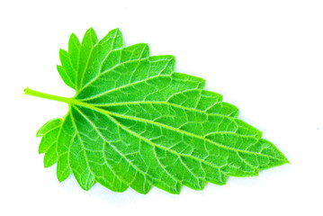 green leaf