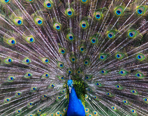 Fototapeta premium peacock