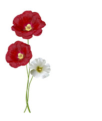 mallow flowers isolated on white background