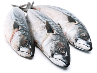 Fresh mackerel fishes