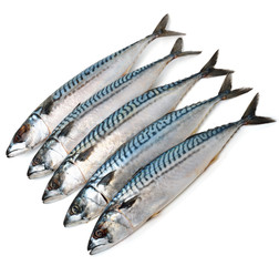 Fresh mackerel fishes