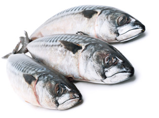 Fresh mackerel fishes