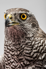 Fanciers hawk