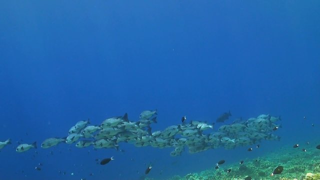 Black snapper on a coral reef