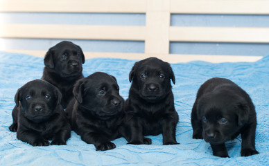 little black Labradors