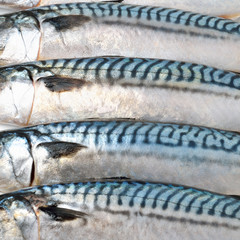 Fresh mackerel fishes